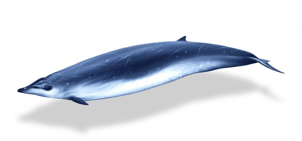 Mesoplodon europaeus Jörg Mazur