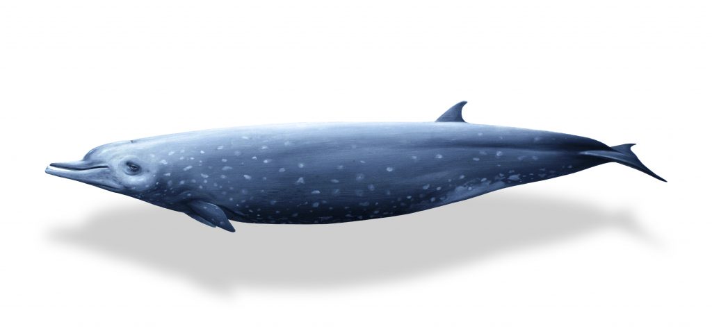 Indopacetus pacificus - Jörg Mazur