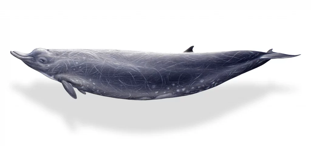 Berardius bairdii - Jörg Mazur