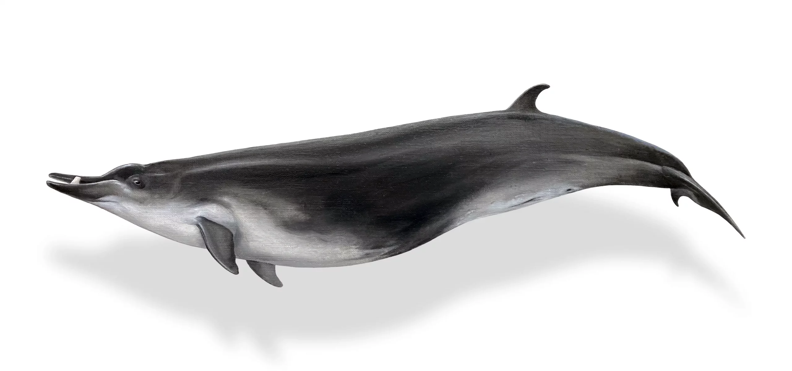 Mesoplodon traversii - Jörg Mazur