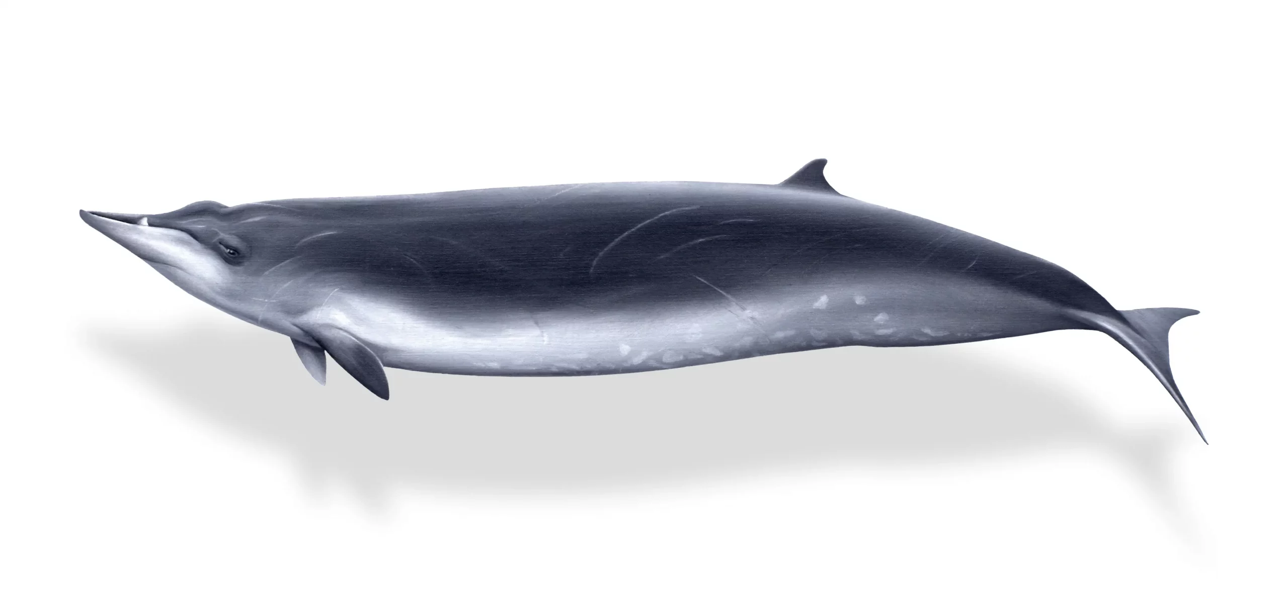 Mesoplodon bidens - Jörg Mazur
