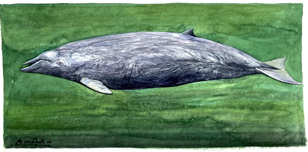 Mesoplodon ginkgodens - Aquarell 2005 - Jörg Mazur