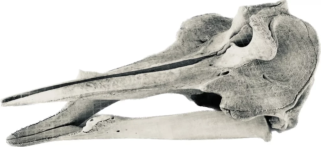 Mesoplodon ginkgodens Schädel