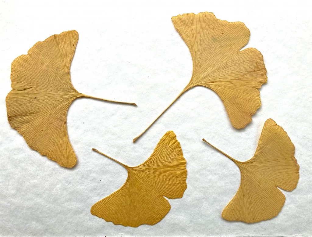 Ginkgo Blätter