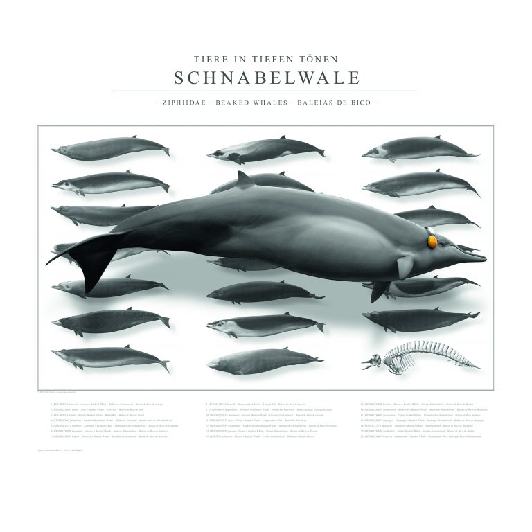 Jörg Mazur - Kalender 2025 August - Schnabelwale