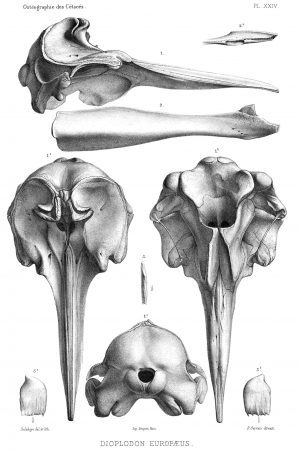 Osteographie des Cetaces Dioplodon europaeus